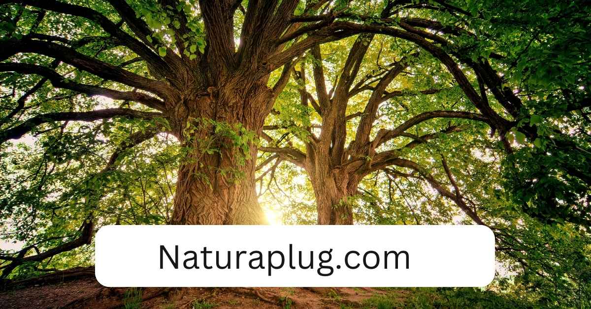 naturaplug.com